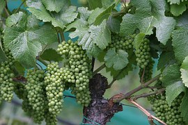 wine-207782__180