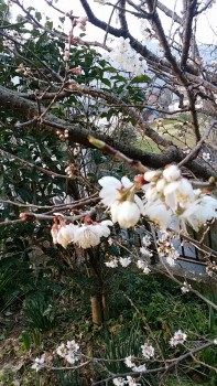 桜