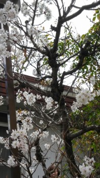 IMG00740_HDR-1
