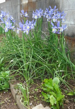 IMG00761~2